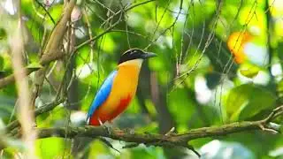 Blue-winged Pitta's Magical Songs & Mimicry!