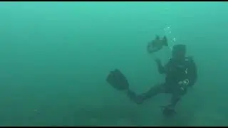 Giant Puffer Fish attacks diver
