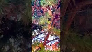 Funding Flood Gates Need to Open For Pine Needle Cast Hey, Maybe on an Int'l Plant Health Day#forest