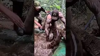 Catching a python can even cost your life #shorts #python #animals