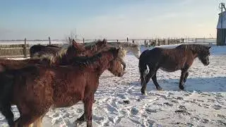 Выпустили лошадей на прогулку и жеребец начал работать