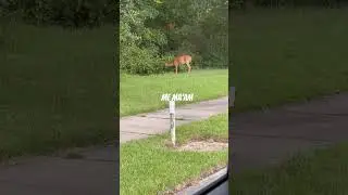 HOA screams at deer 😂 #hoa #pov #shorts