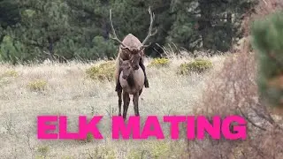 🐾 **Witness the Wild: Elk Mating During the Rut in Rocky Mountain National Park** 🐾