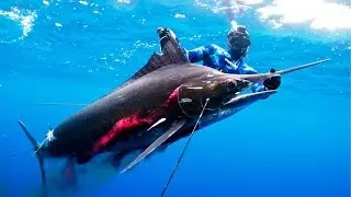 Spearfishing a Huge Black Marlin with Tim McDonald  - Full story (English Audio)