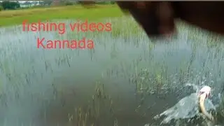  Kannada fishing videos ಮೀನು ಹಿಡಿಯುವ ವಿಧಾನ