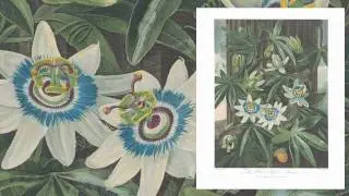 The illustrations from The Temple of Flora | The Folio Society