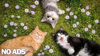 12 Hours Of Calming Music for Cats 😸 Peaceful Music 🌈 Soothing Tunes for Nervous Cats - Cat TV
