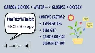 Photosynthesis iGCSE/GCSE/KS3 revision Podcast