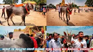Varthur Santhosh Buys Quality Hallikar Bull From Kallahalli Sommana For Breed Development