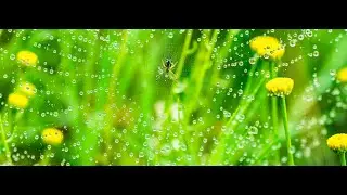 European Environment Network Conference 2023: Delivering the European Green Deal