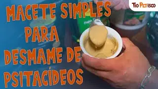 PAPA PARA FILHOTE DE PSITACÍDEO - PAPAGAIO, ARARA, MARITACA, CABEÇA DE AMEIXA