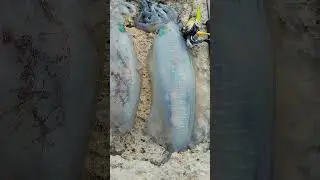 big tiger squid