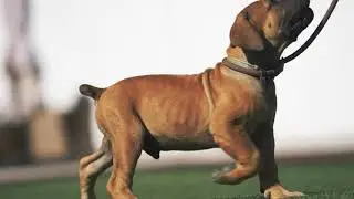 First Steps To Start Your BOERBOEL PUPPY TRAINING