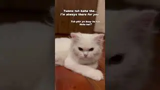 Bholo..?...#c#cat#catlovers#lovel#lovevideos#trending#trendingvideosf#foryou#fuzzyy#petoryoupage