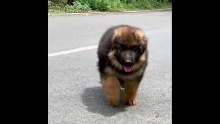 Long coat German Shepherd Transformation 45 days to 6 months #gsdpuppy #short #shorts #viral