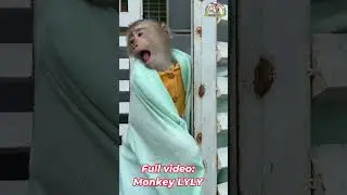 Monkey lyly couldn't leave the blanket because of the cold #shorts #youtubeshorts #viralshort