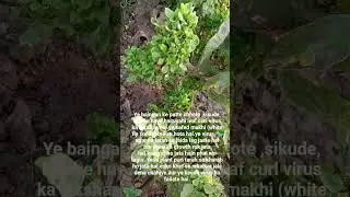 #viralvideo Leaf curl virus ka attack baingan par.&rdquo;#viralshort #shortvideo #shortsviral #virus #🦠