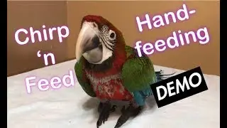 Hand feeding baby Macaw