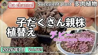 665{多肉植物} 胴切り後の親株に子株がたくさん！肥料を入れて植替え💕【多肉事】【ba多肉】【baチャンネル】【Succulent】