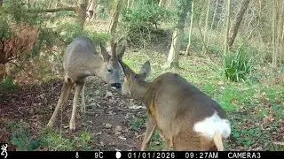 The Best Way to Start 2026: 5 Roe deer visit the garden on New Years day