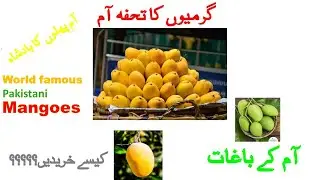 WORLD FAMOUS PAKISTANI MANGOES | Mangoes Garden Visit | Mangoes Buying and packing from a garden