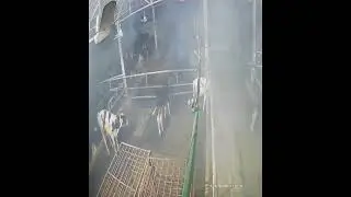 Mosquito and fly on Dairy farm. Best solution Fogger 
