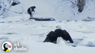 Águila calva congelada en el lago es encontrada justo a tiempo | El Dodo