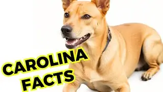 Carolina dog - Top 10 Interesting Facts and Information