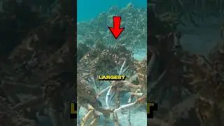 Три самых больших краба, в существование которых вы не поверите! 🤯🦀 #факты #шорты