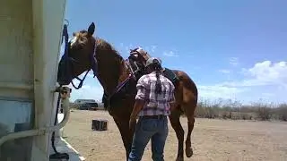 How to Saddle and bridle a horse with Yelena Dunnagan
