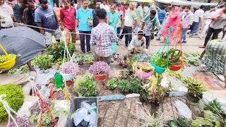 V1002Vibrant Plants Maple Ivy Christmas Cactus Begonia Pink Lady Burros Tail In Galiff Street Market