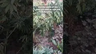 Cannabis (Marijuana) A plant with psychedelic leaves and nutty seeds