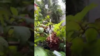 Золотые кругопряды в саду #паук #сад