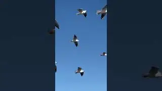 #birds #slowmotion #floating #sky #skylord #blue #bluesky