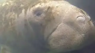 How you can help Florida manatee conservation efforts