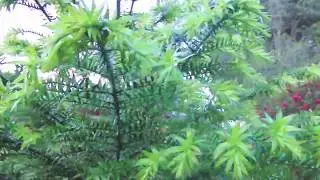 Bunya Pine (Araucaria bidwillii)