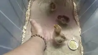 Popcorn, Piffle, and Puff