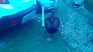 Black Swan attack