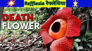 #Rafflesia#DeathFlower#CorpseFlower#WorldBiggestFlower#RareFlower#AmazingNature#NatureFact#PlantFact