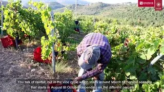 Episode 1 - What is a terroir and how do we know when to harvest?