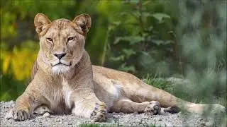 Jane Ryse, Melane - Congo (Monkey Safari Remix)