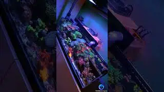 8+ years old office nano reef. 12 gallons. #reefaquarium #nanoreef #coral #marineaquarium