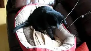 Token Cat Video