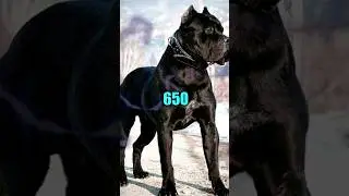 Los 7 Perros con la Mordida m&aacute;s Fuerte del Mundo 🐕