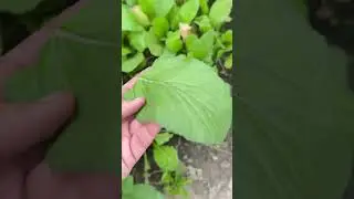 Healthy green leafy veggies | Ghr da saag  #garden answer #leafy greens #modern homestead #sohi farm