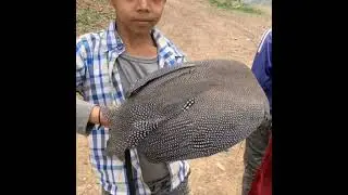 أجمل ما غنا الفنان يحي العمري  رماع ياجنة الله