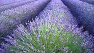 OST Lavender - Sin Fu Te Sun Cien