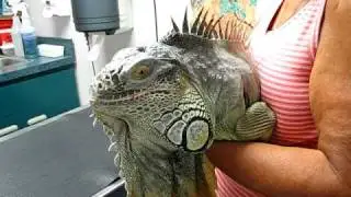 AMAZING GIANT IGUANA!