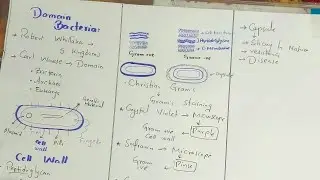 Bacterial Cell Walls :Gram-Positive vs. Gram-Negative |Chapter -02|| Class 11 Biology new syllables 