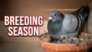 Breeding season | Racing Pigeons 🕊️